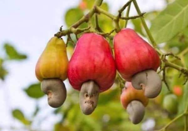 MK Youth Initiative Teaches Cashew Nut Farming for Sustainable Growth